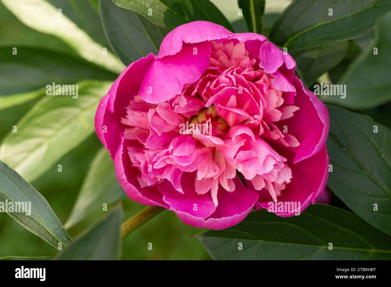 Fiori di peonia, petali rosa brillante, circondati da foglie verdi scure Foto Stock