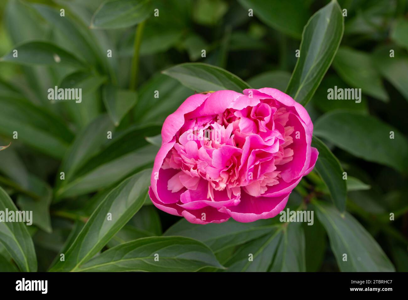 La peonia fiorisce, circondata da foglie di verde scuro Foto Stock
