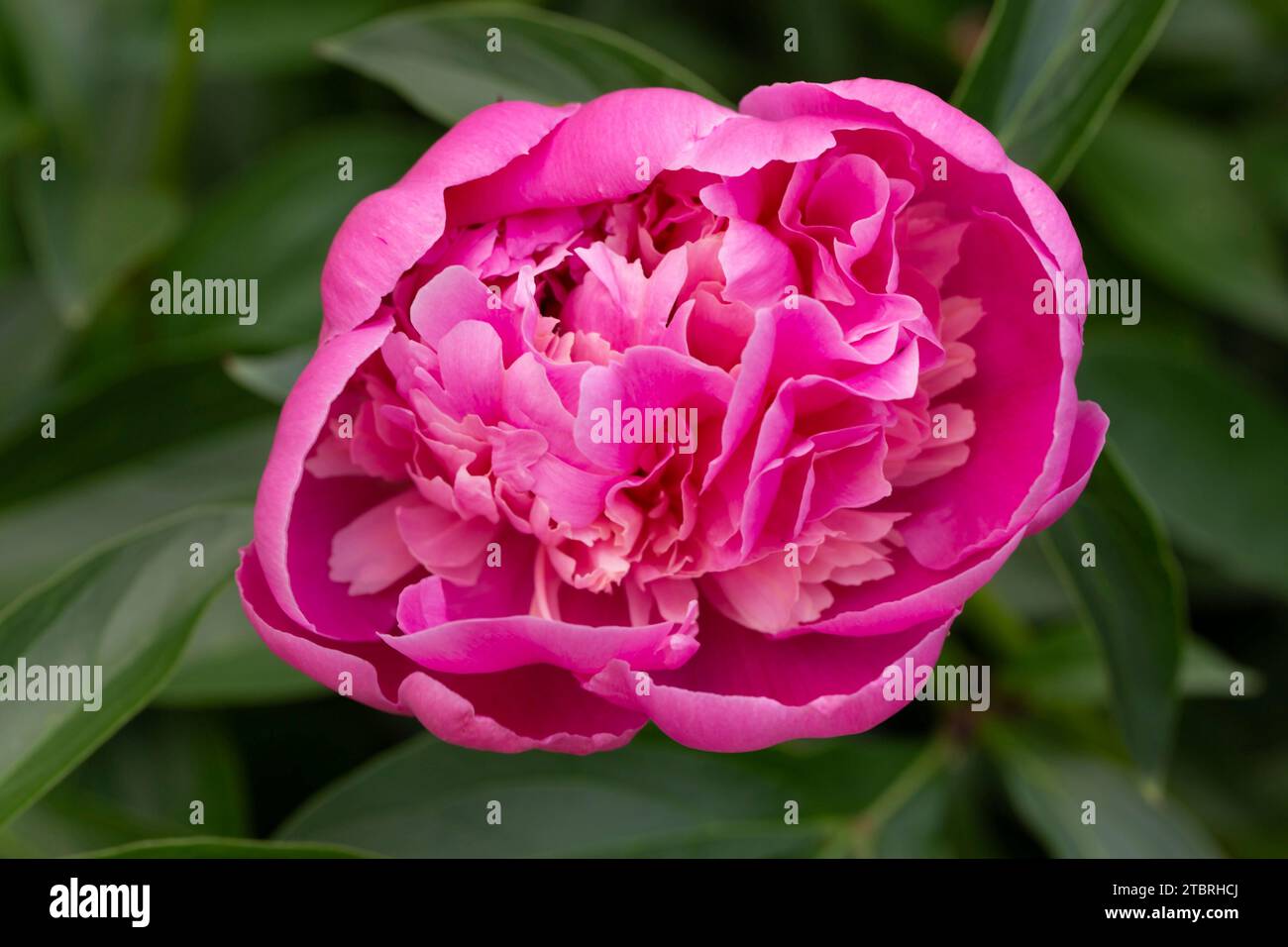 La peonia fiorisce circondata da foglie verdi scure Foto Stock