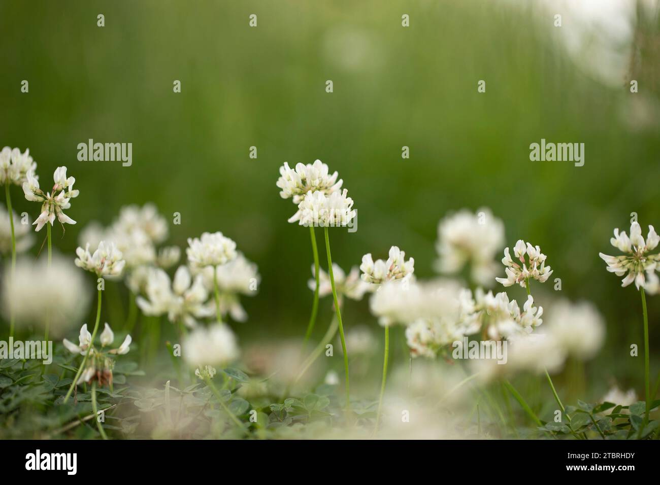 White Clovers fiorisce, primo piano, estate Foto Stock