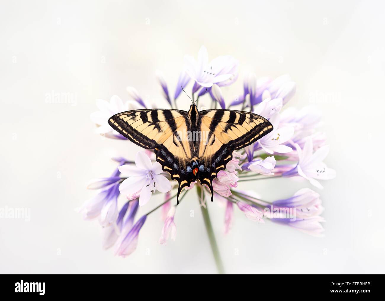 Macro di una tigre occidentale farfalla a coda di rondine (papilio rutulus) che si nutre di un fiore di agapanto. Vista dall'alto con le ali aperte. Foto Stock