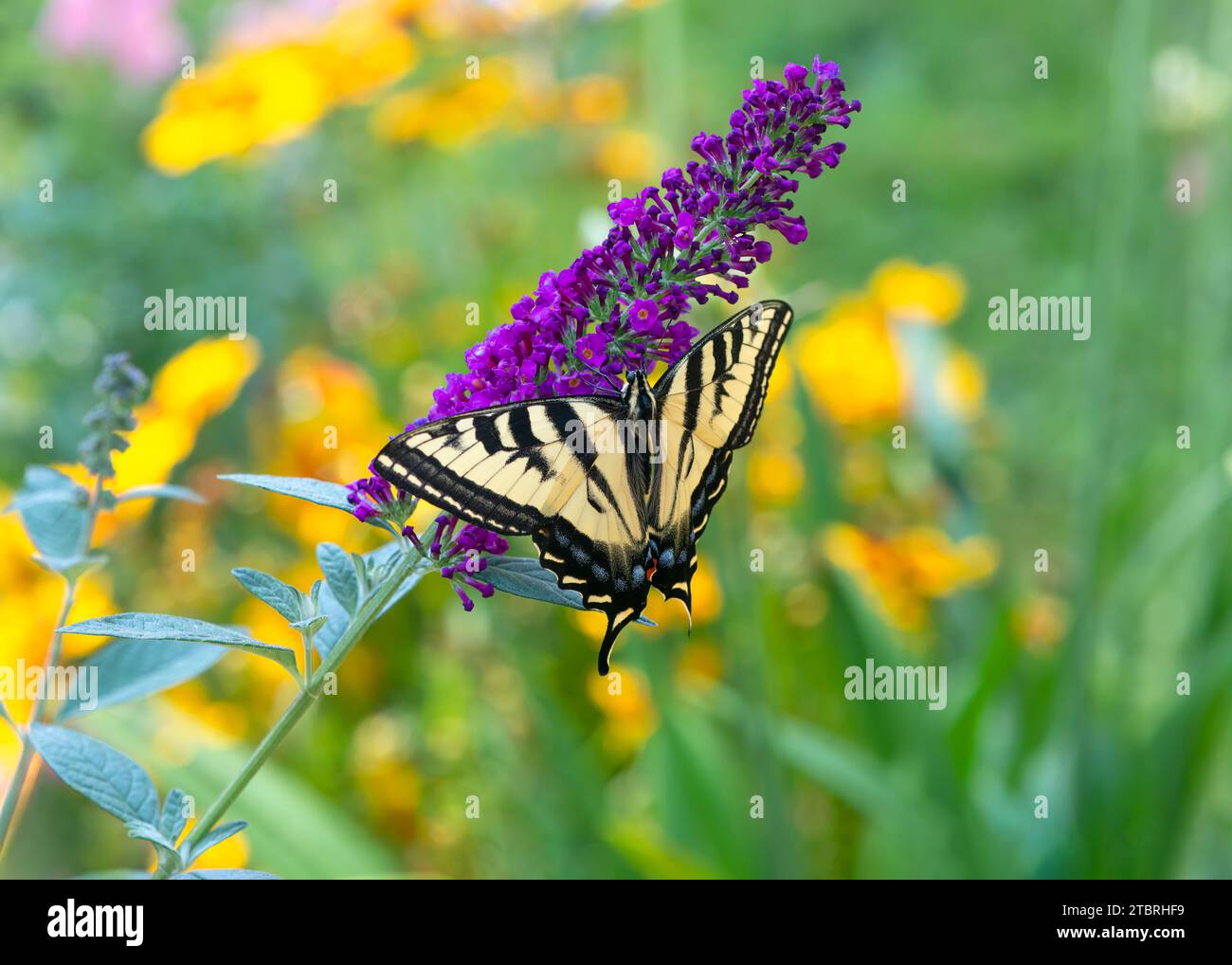 Macro di una tigre occidentale farfalla a coda di rondine (papilio rutulus) che si nutre di un cespuglio di farfalle (buddleiai). Vista dall'alto con le ali aperte. Foto Stock