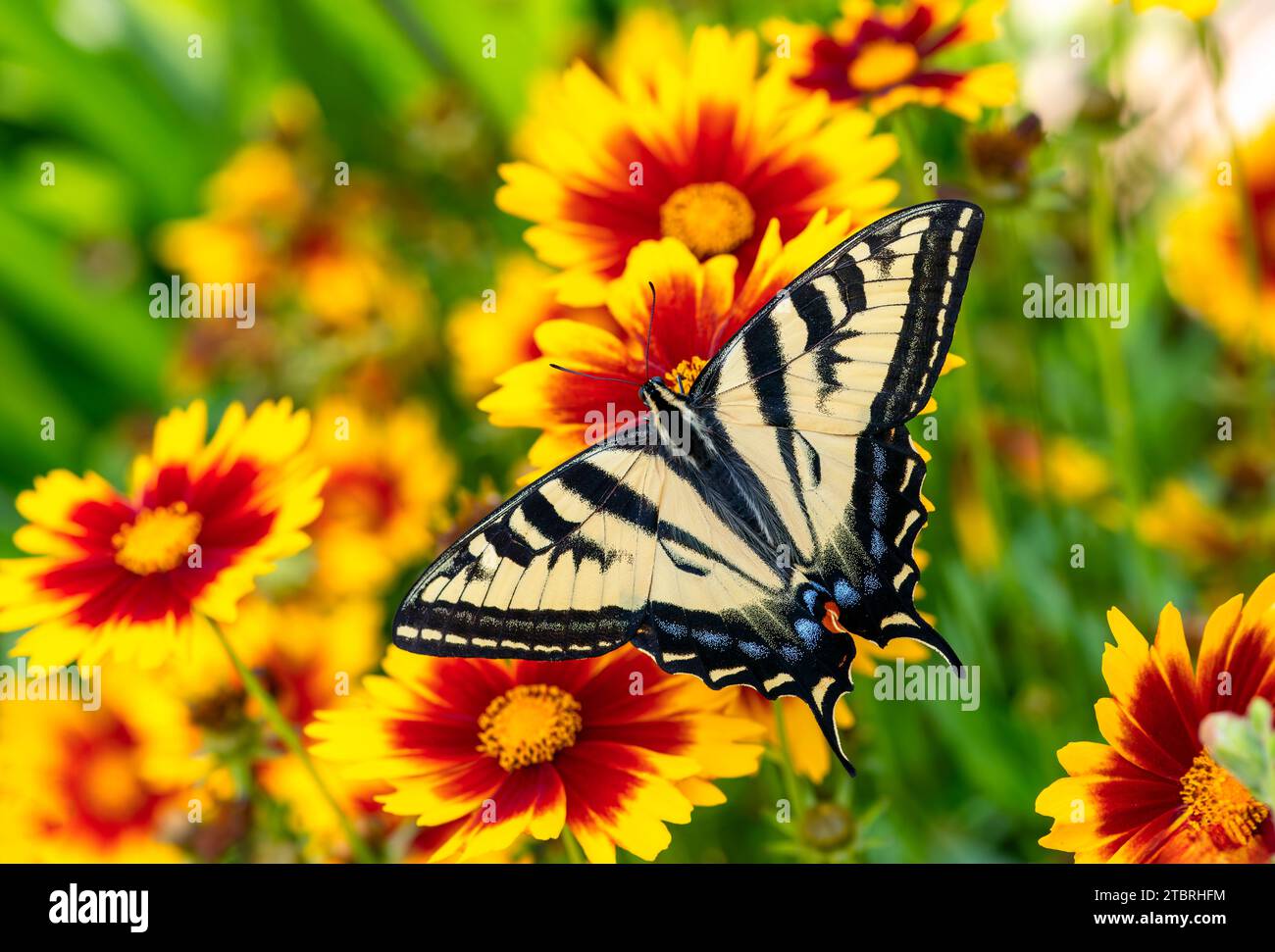Macro di una tigre occidentale farfalla a coda di rondine (papilio rutulus) che si nutre di fiori rossi e gialli di corepsi. Vista dall'alto con le ali aperte. Foto Stock