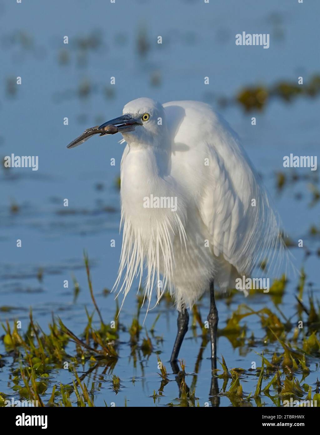 Little Egret (Egretta garzetta), piumaggio riproduttivo, vicino a Seal Point, Capo Orientale, Sudafrica Foto Stock