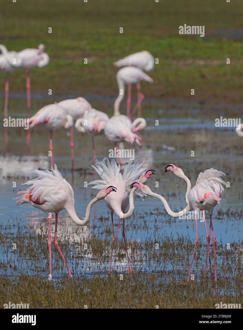 Greater Flamingos (Phoenicopterus roseus) a Little Vlei, estuario del fiume Bot, Overberg, Sudafrica Foto Stock