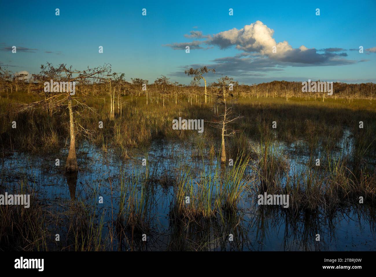 Foresta di cipressi nani nel Parco nazionale delle Everglades, Florida, Stati Uniti, Foto Stock
