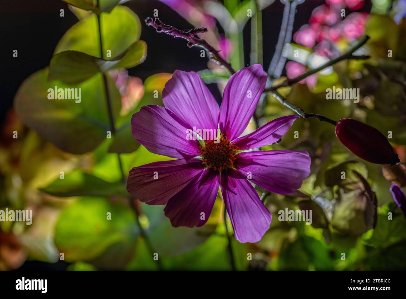 Cosmea illuminato e altri fiori autunnali su sfondo nero Foto Stock