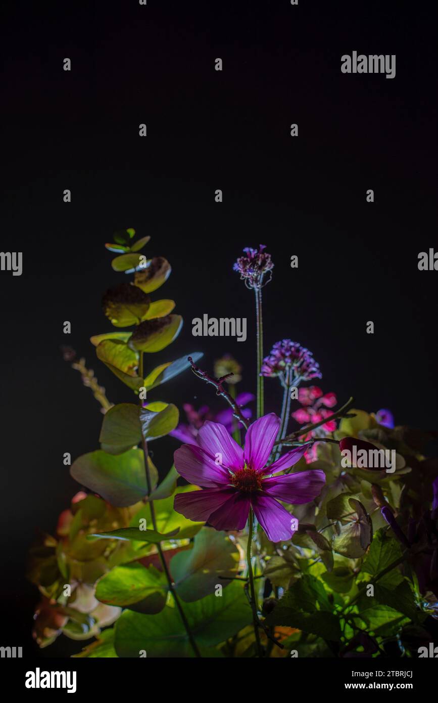Fiori autunnali illuminati su sfondo nero Foto Stock