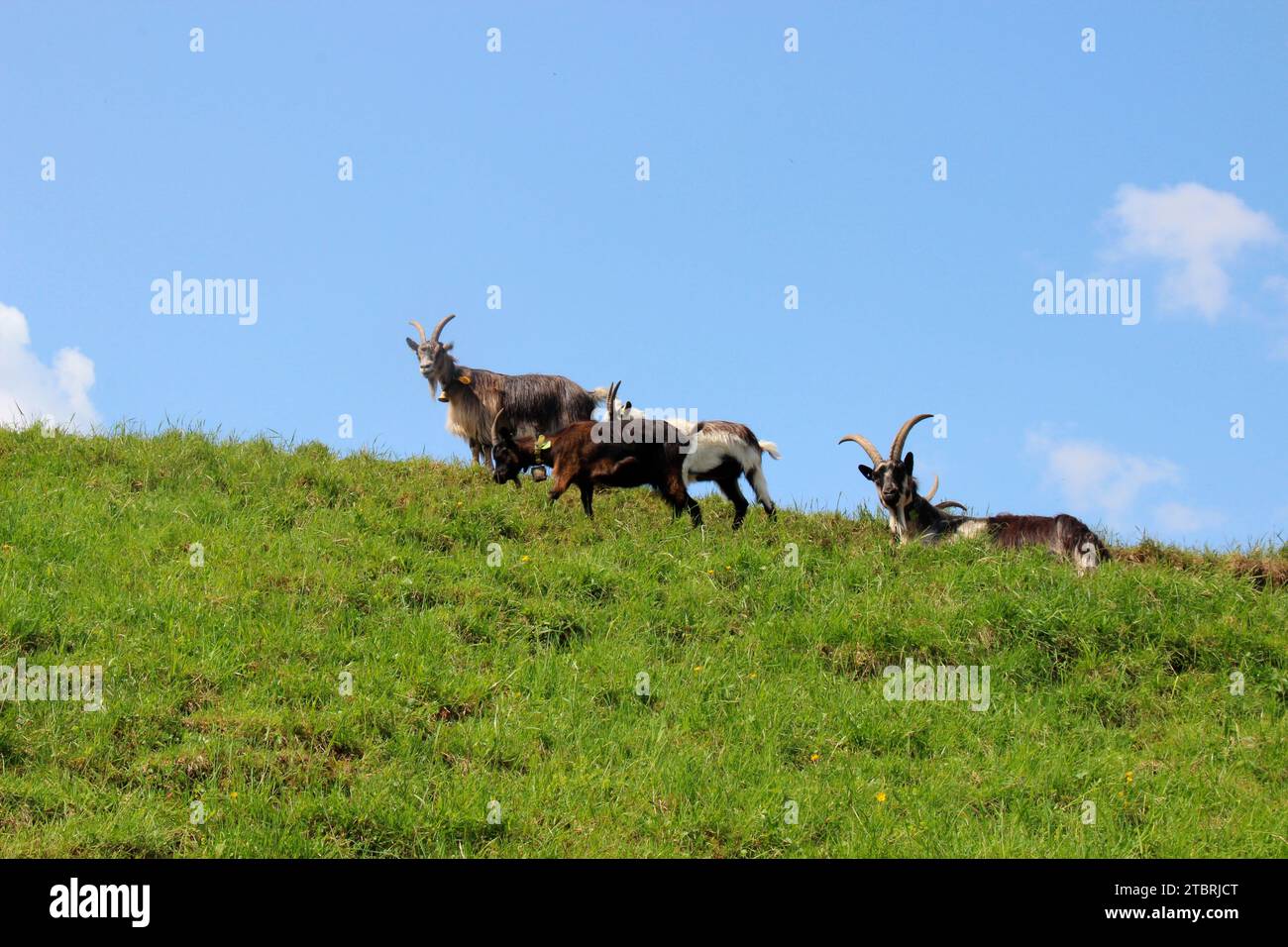 Capre sul prato di montagna vicino al Castello di Elmau, mandrie miste, gestione del paesaggio culturale, mandria di capre, pascolo, confine della foresta, Germania, Baviera, BAV superiore Foto Stock