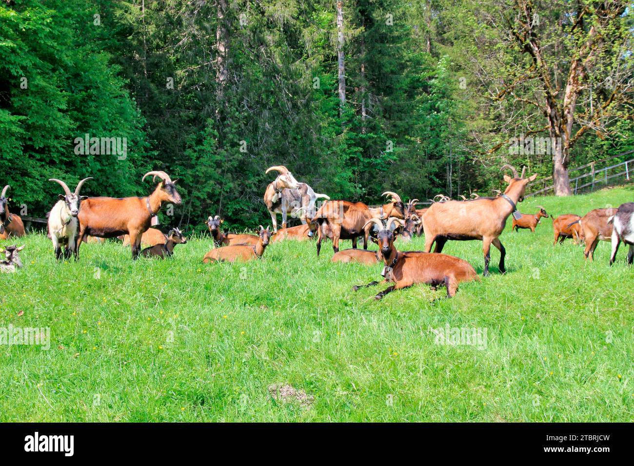 Capre sul prato di montagna vicino al Castello di Elmau, mandrie miste, gestione del paesaggio culturale, mandria di capre, pascolo, confine della foresta, Germania, Baviera, BAV superiore Foto Stock