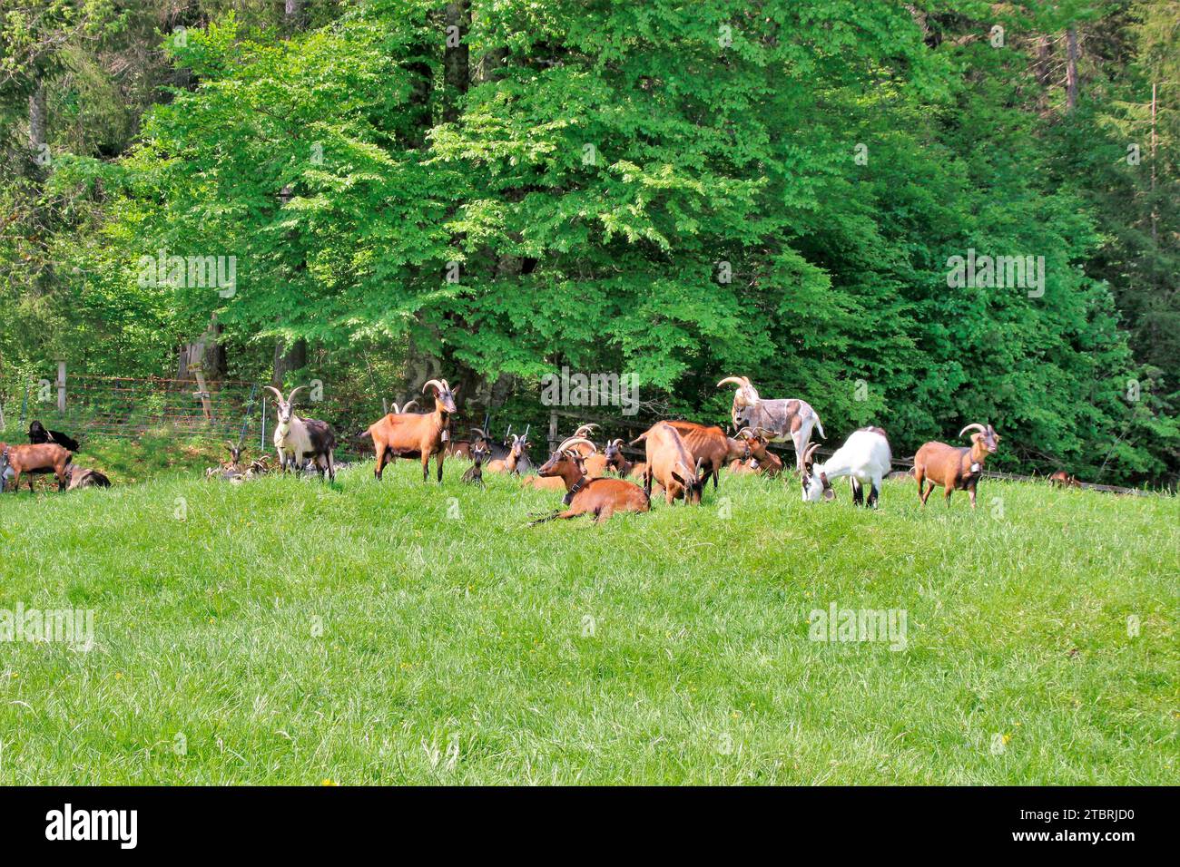 Capre sul prato di montagna vicino al Castello di Elmau, mandrie miste, gestione del paesaggio culturale, mandria di capre, pascolo, confine della foresta, Germania, Baviera, alta Baviera, Mittenwald Foto Stock