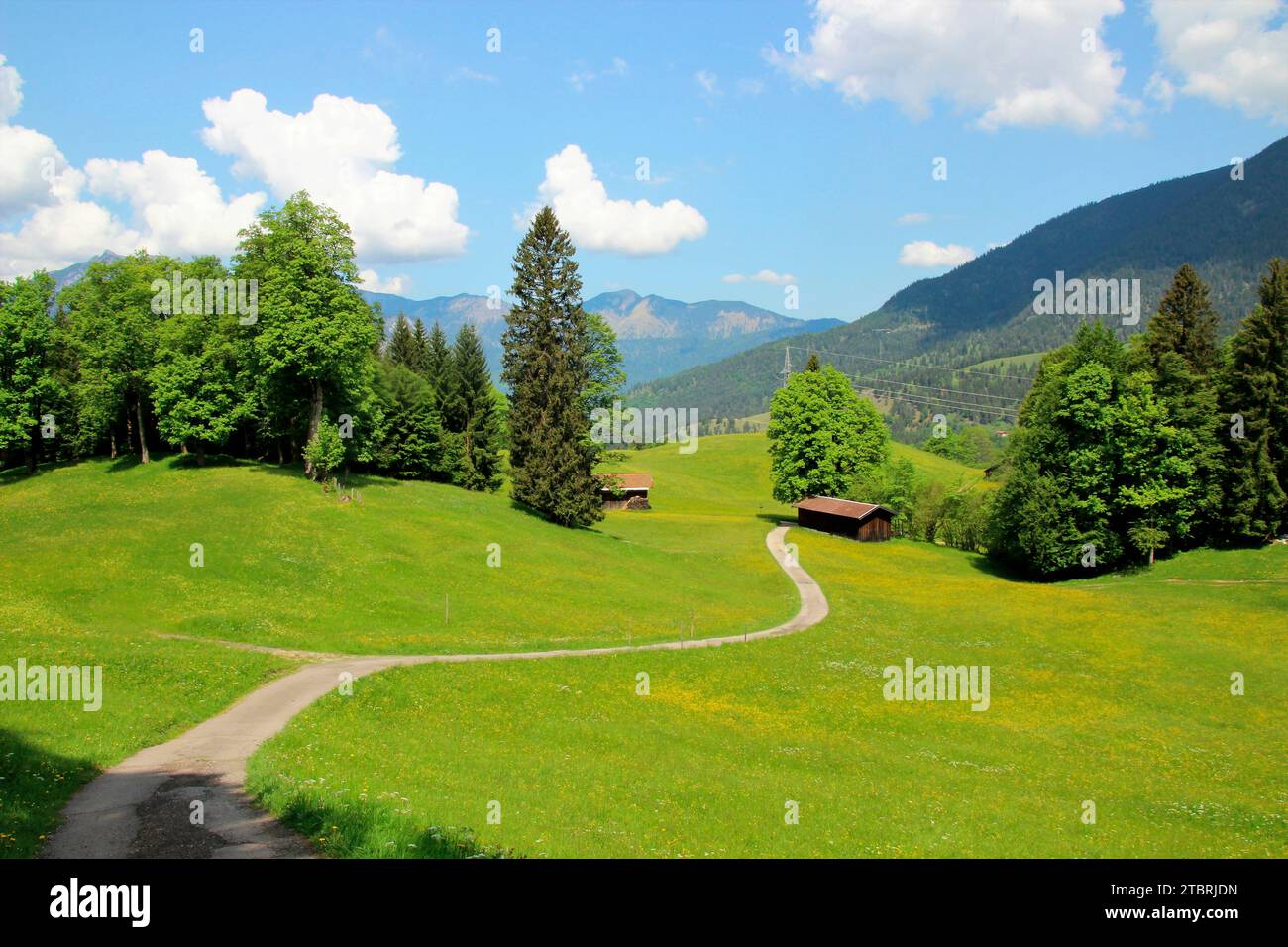 Prato primaverile, alberi con foglie verdi fresche vicino al villaggio di chiesa Wamberg, distretto di Garmisch-Partenkirchen, Werdenfelser Land, alta Baviera, Ba Foto Stock