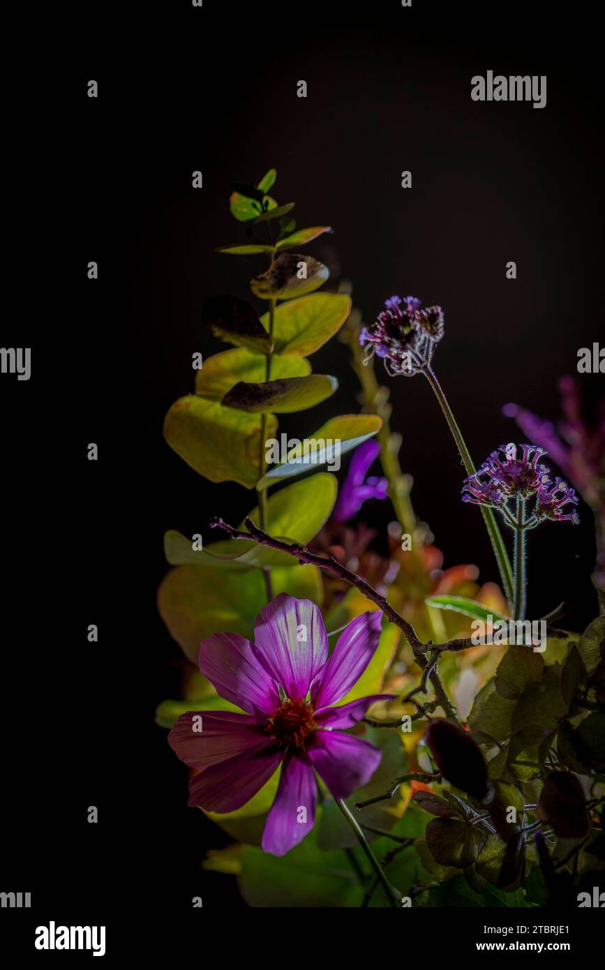 Fiori autunnali illuminati su sfondo nero Foto Stock