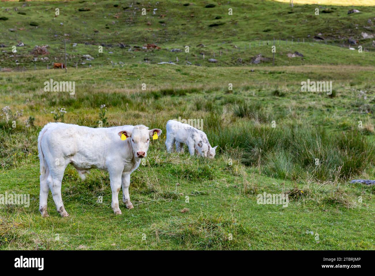 Mucche nella Salater Alm, Farm, Buchebenstraße, Bucheben, Rauris, valle di Rauris, Pinzgau, terra di Salisburgo, Austria Foto Stock