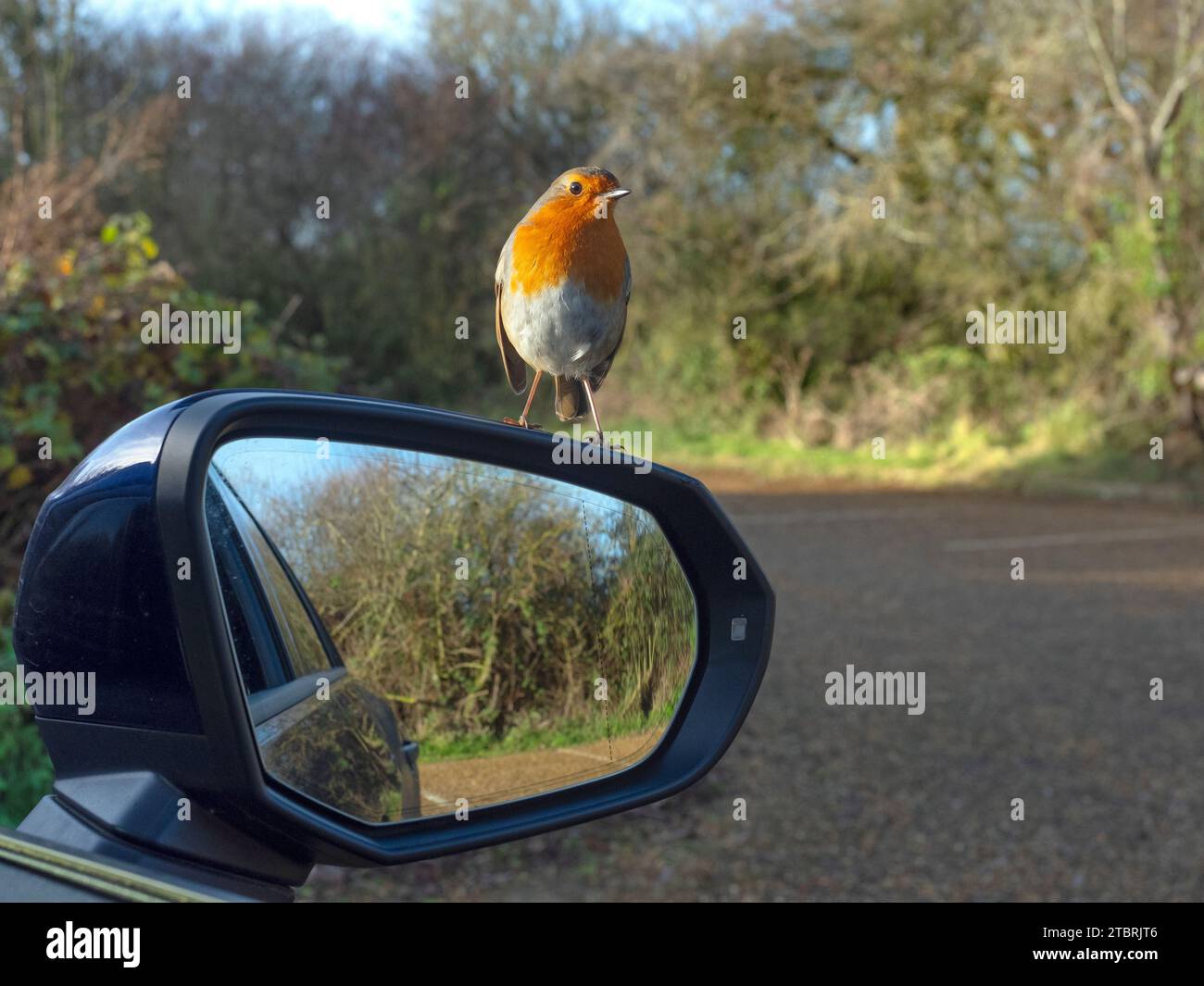 Robin erithacus rubecula sullo specchio retrovisore nel parcheggio RSPB a Titchwell Norfolk Foto Stock