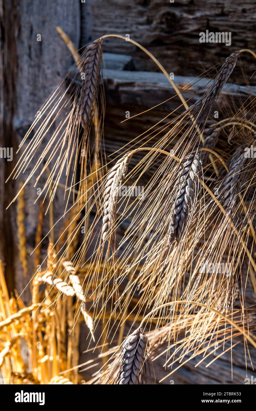 Farro nero, grano antico, vari tipi di grano, festa del pane a Kalchkendlalm, Fröstlberg, Bucheben, Rauris, Rauris Valley, Pinzgau, Salzburger Land, Austria Foto Stock