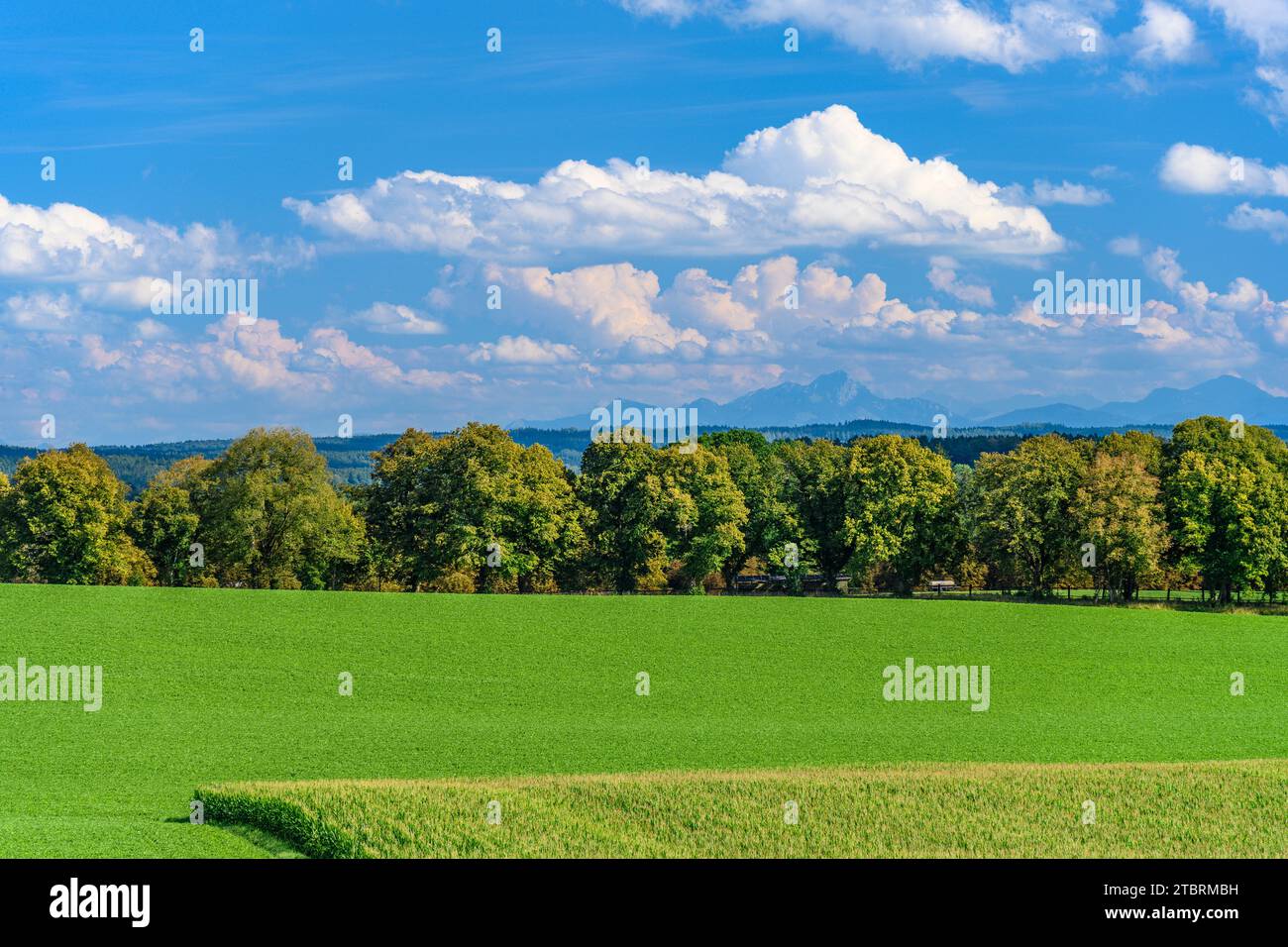 Germania, Baviera, Terra di Tölzer, Icking, paesaggio culturale contro le montagne della Mangfall Foto Stock