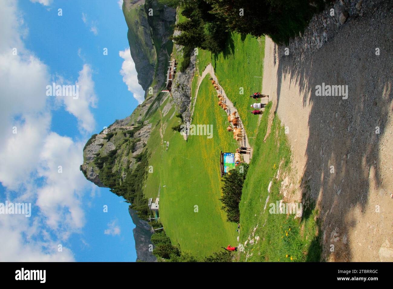 Guida su pascoli alpini fino al Mauritzalm (1850 m) escursione estiva sui monti Rofan, escursionista, strada sullo sfondo Gschöllkopf 2039 m con l'Adlerhost, ai Foto Stock