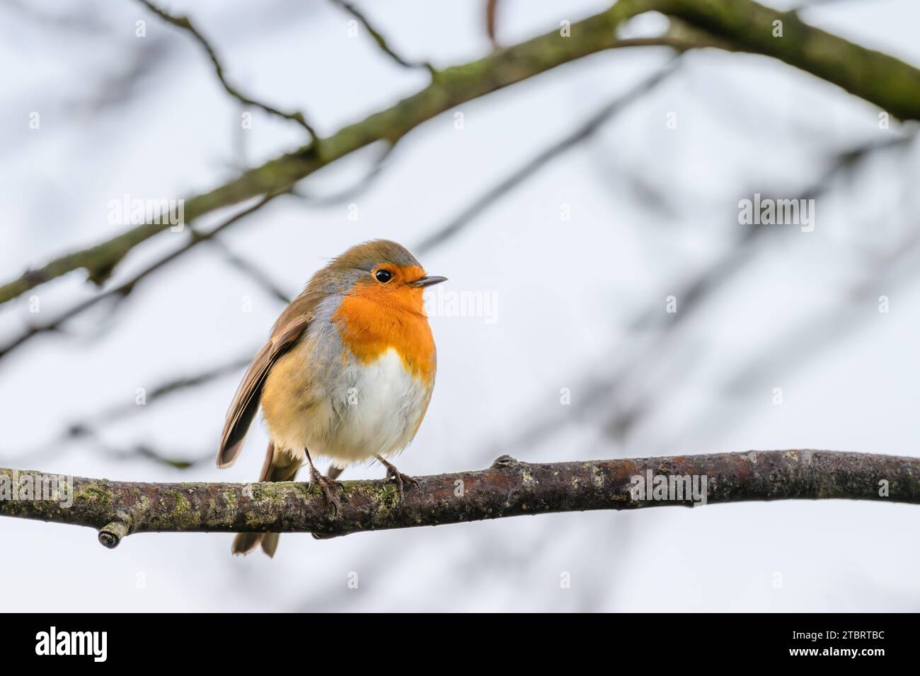 Un piccolo uccello si erge arroccato sul ramo innevato di un albero sullo sfondo invernale Foto Stock