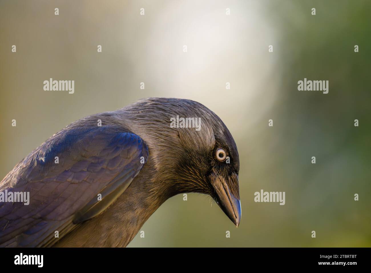 Un piccolo uccello con un viviale disegno blu è arroccato sul terreno, guardando lo spettatore Foto Stock