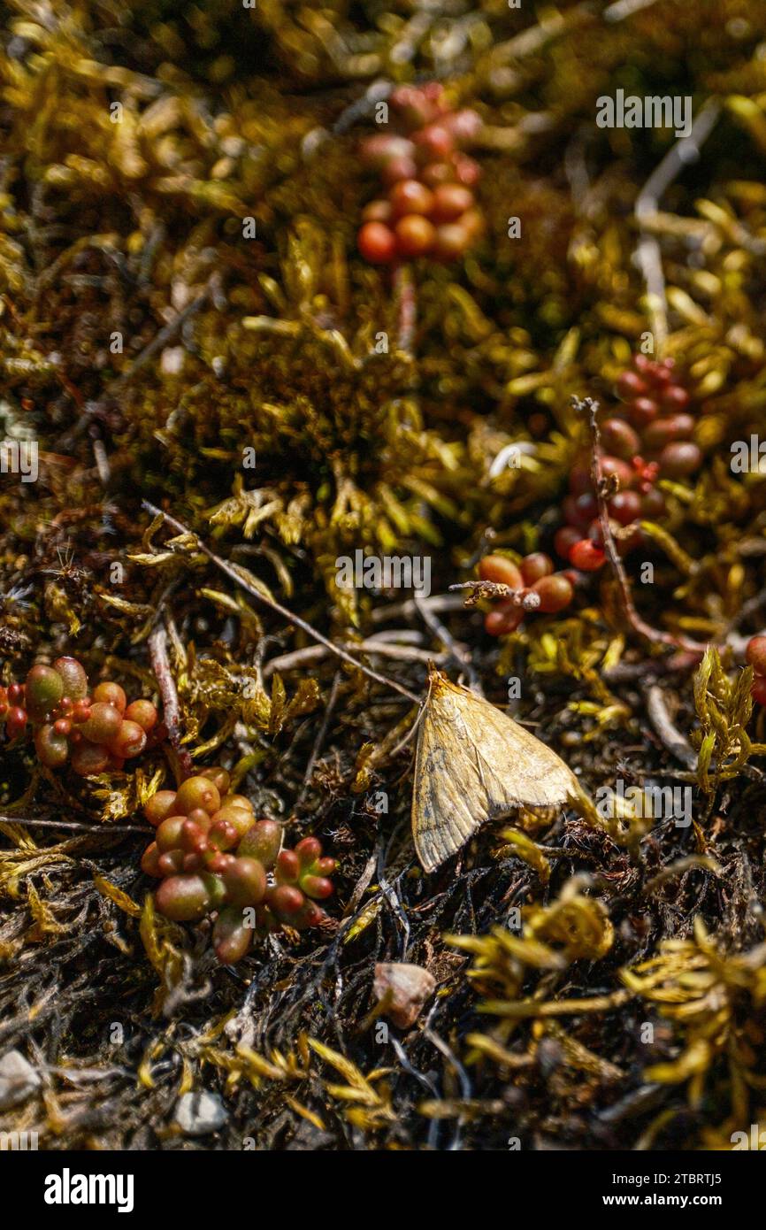 Moth on Moss, Öland, Svezia Foto Stock