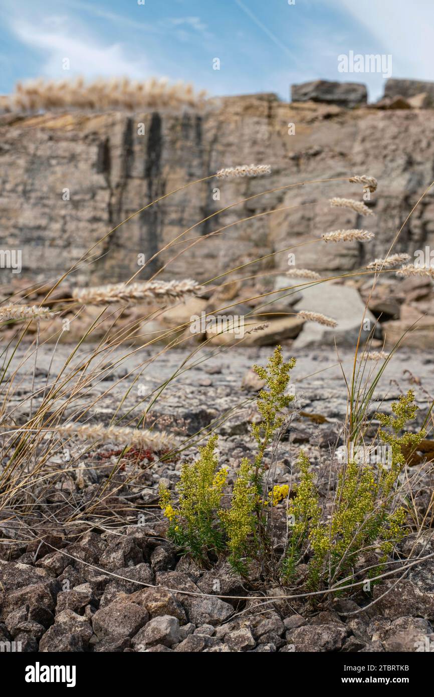Erbe e fiori in una vecchia cava, Öland, Svezia Foto Stock Erbe e fiori in una vecchia cava, Öland, Svezia Foto Stock