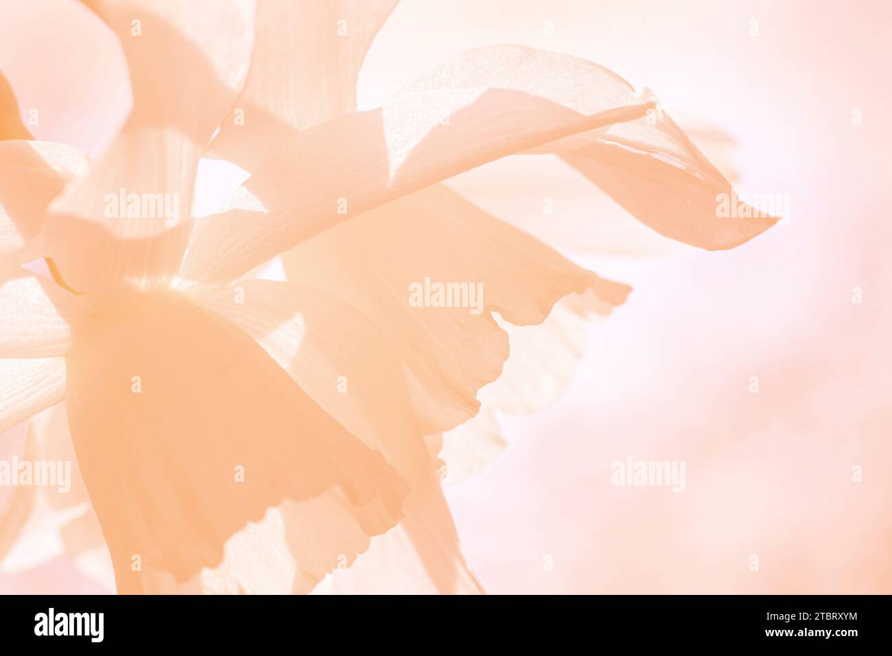 Sfondo floreale astratto con spazio per la copia, in sfumature di pesco fuzz. Nuovo colore dell'anno 2024. Foto Stock