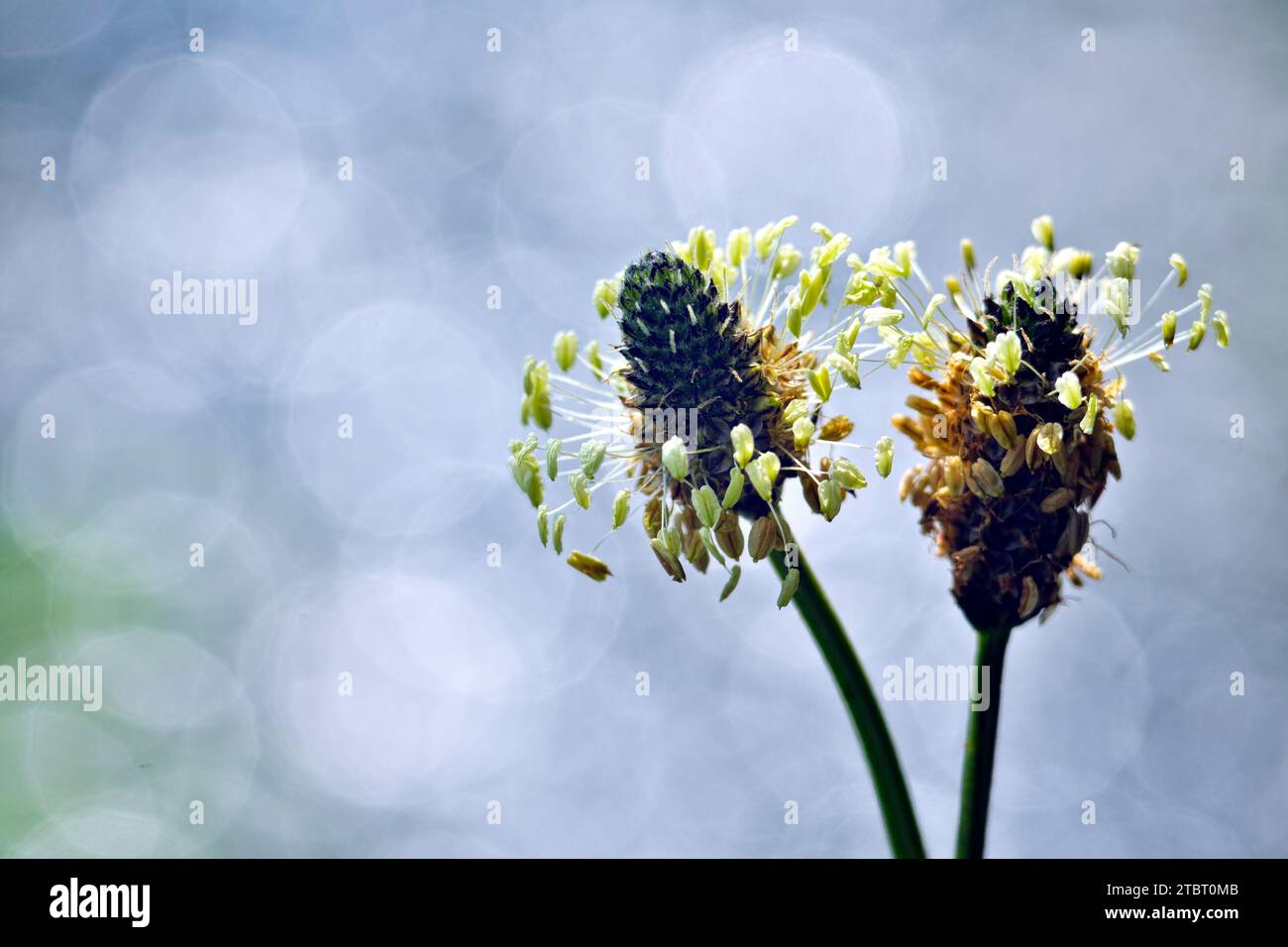 Europa, Germania, Assia, Parco naturale Lahn-Dill-Bergland, Fiori di buckhorn (Plantago lanceolata) Foto Stock