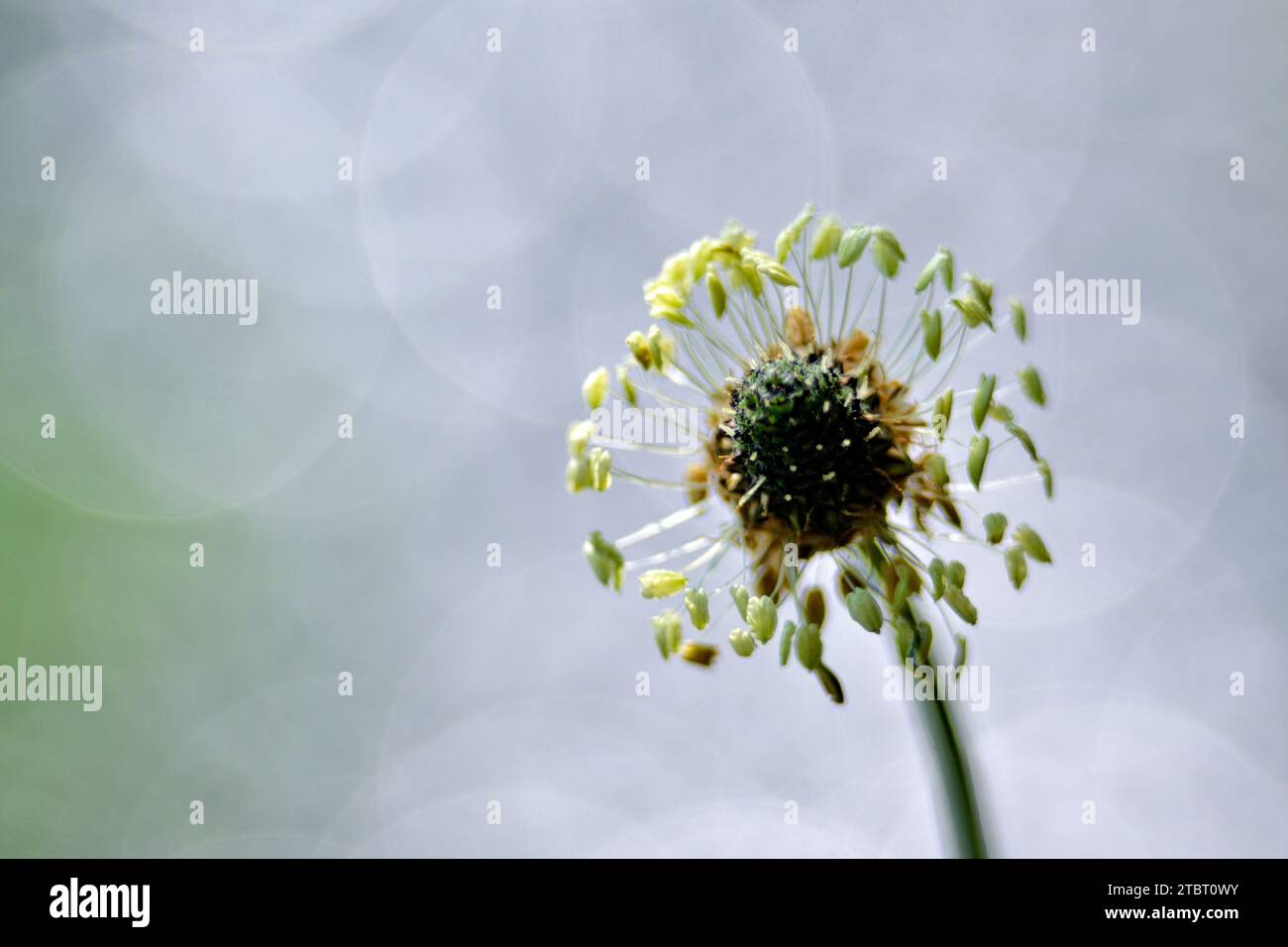 Europa, Germania, Assia, Parco naturale Lahn-Dill-Bergland, Fiore di piante di Ribwort (Plantago lanceolata) Foto Stock