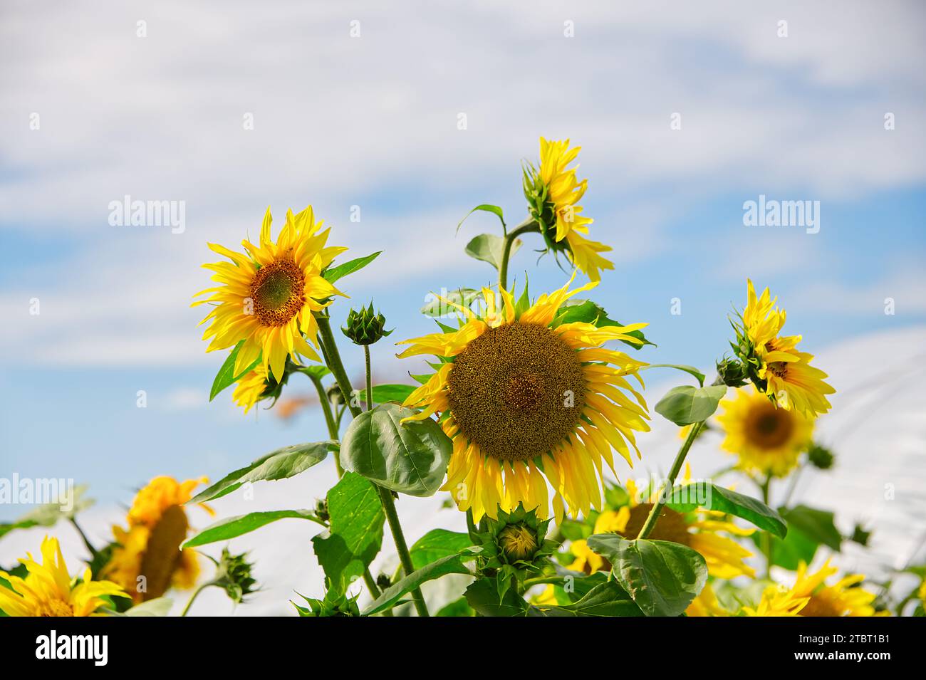 Vicino alla vista delle piante di girasole con bellissimi fiori gialli in estate Foto Stock