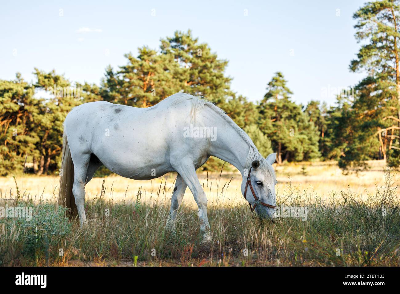 Cavallo bianco su pascolo nella foresta. Razza equina ceca Kladruber. Mare che pascolano erba all'aperto Foto Stock