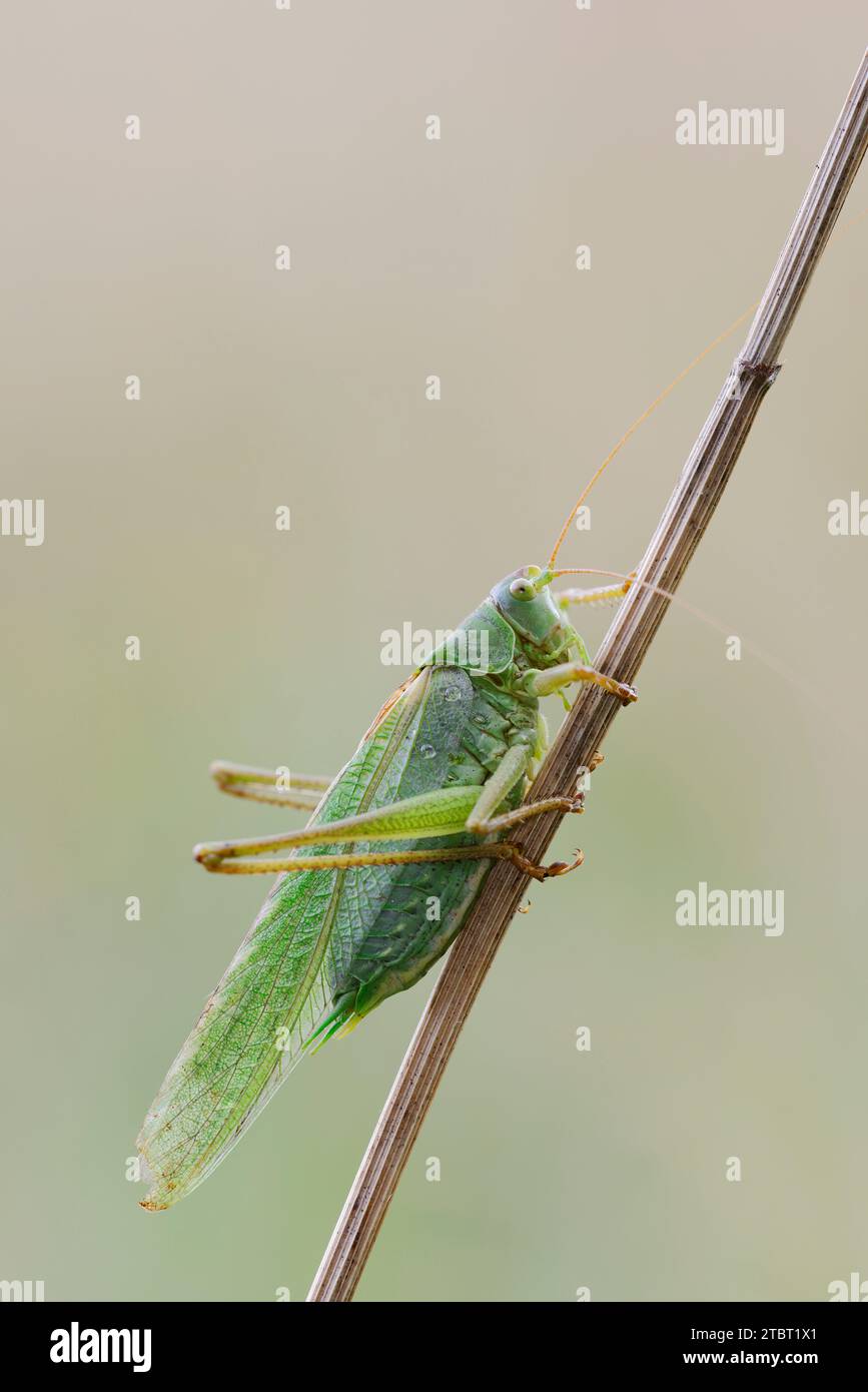 Grande cricket verde (Tettigonia viridissima), maschio, Renania settentrionale-Vestfalia, Germania Foto Stock