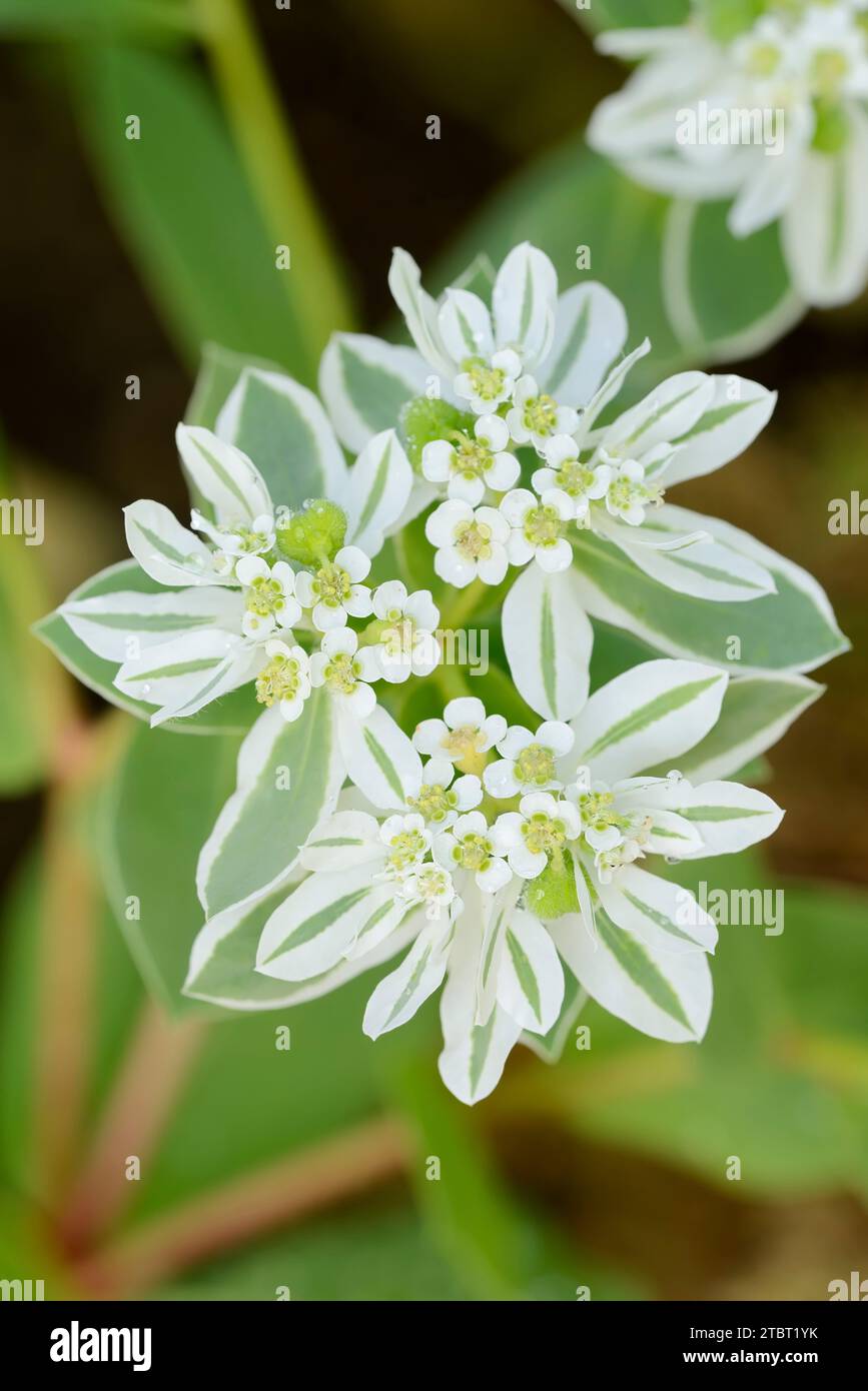 Spurma dai bordi bianchi (Euphorbia marginata), fiori e foglie Foto Stock