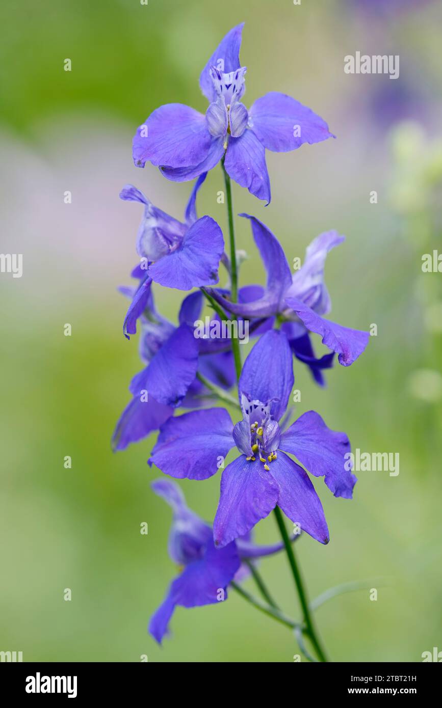 Giardino di delphinium (Consolida ajacis), fiori, Germania Foto Stock