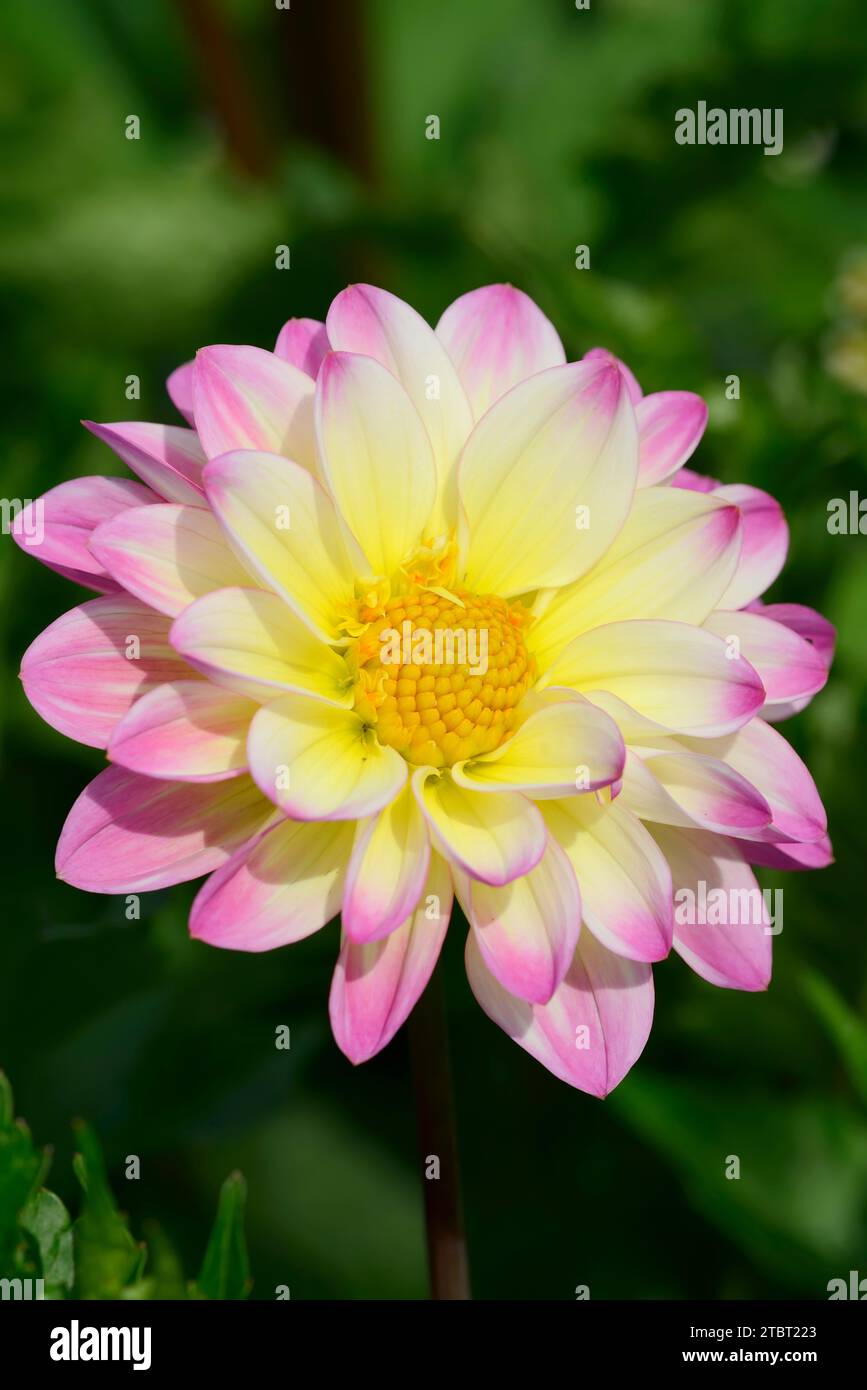 Dahlia (spec. Dahlia), fiore, fiore da giardino Foto Stock
