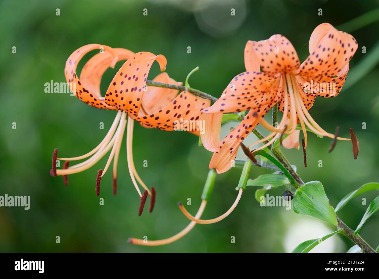 Giglio tigre (Lilium lancifolium), fiori, presenza in Cina Foto Stock