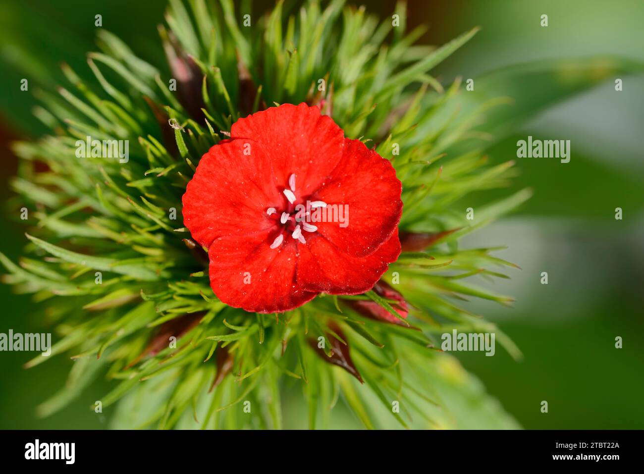 Garofano barbato (Dianthus barbatus) Foto Stock