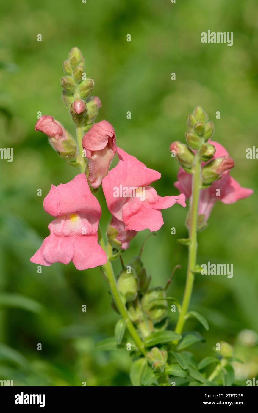 snapdragon grande o snapdragon giardino (Antirrhinum majus) Foto Stock