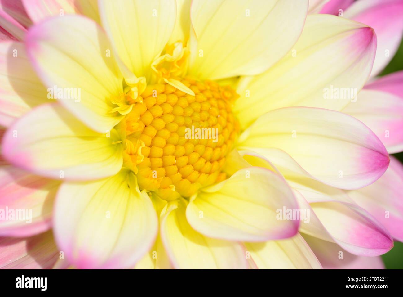 Dahlia (spec. Dahlia), dettaglio fiore, fiore giardino Foto Stock