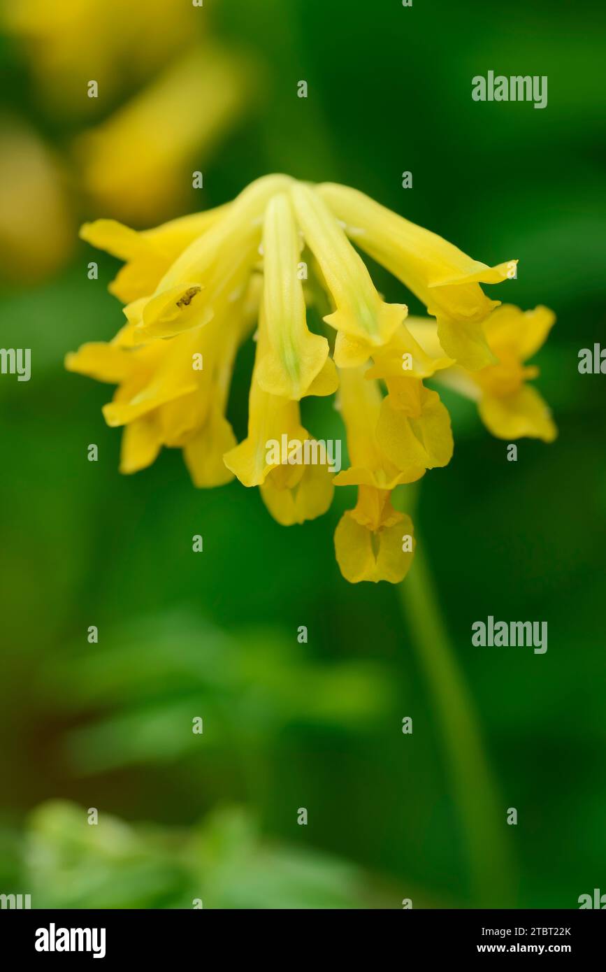 Coridalis giallo (Pseudofumaria lutea), fiori, Renania settentrionale-Vestfalia, Germania Foto Stock