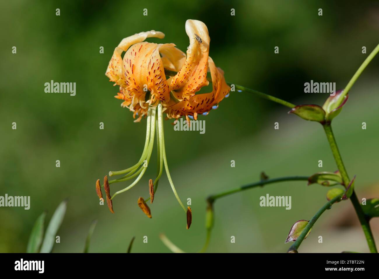 Giglio di cappello di turco gigante (Lilium henryi), fiore, presenza in Cina Foto Stock