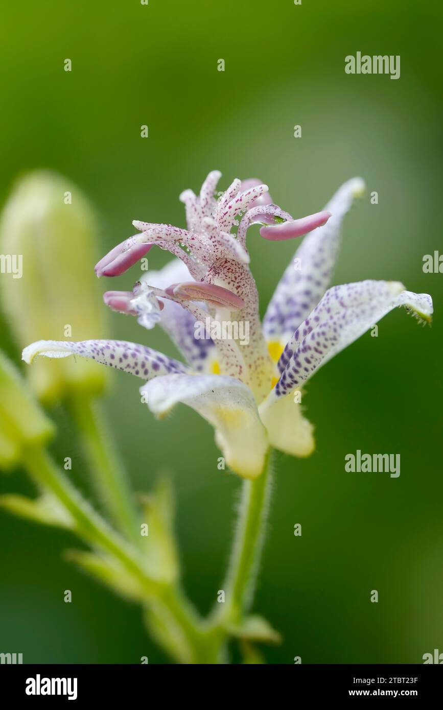 Giglio di rospo giapponese (Tricyrtis hirta), fiore, Renania settentrionale-Vestfalia, Germania Foto Stock