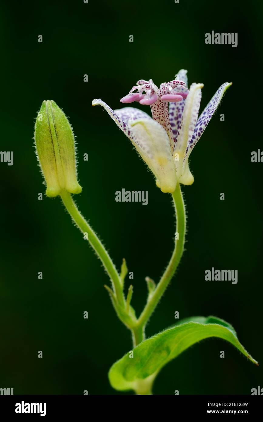 Giglio di rospo giapponese (Tricyrtis hirta), fiore, Renania settentrionale-Vestfalia, Germania Foto Stock