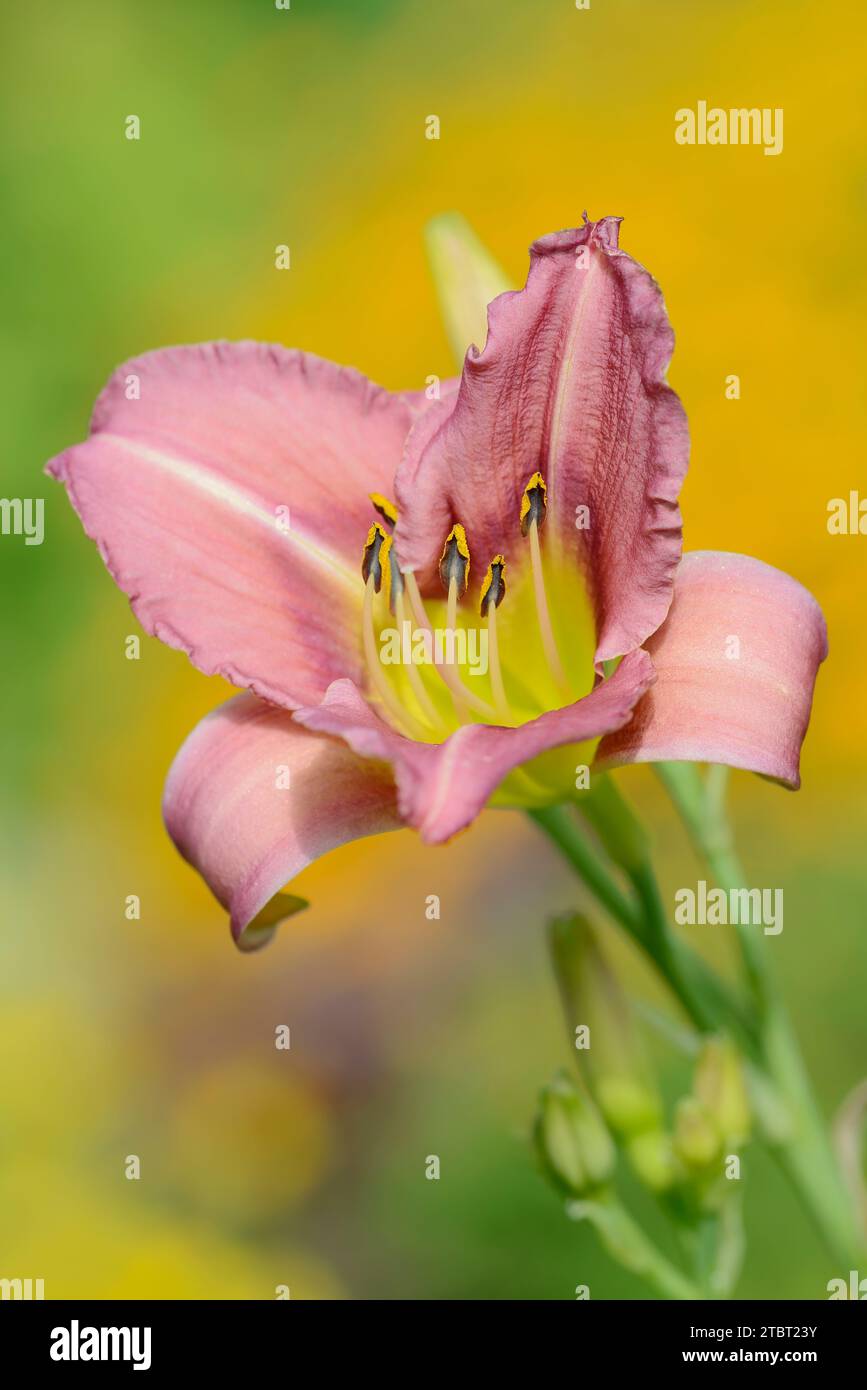 Daylily (ibrido Hemerocallis), fiore Foto Stock