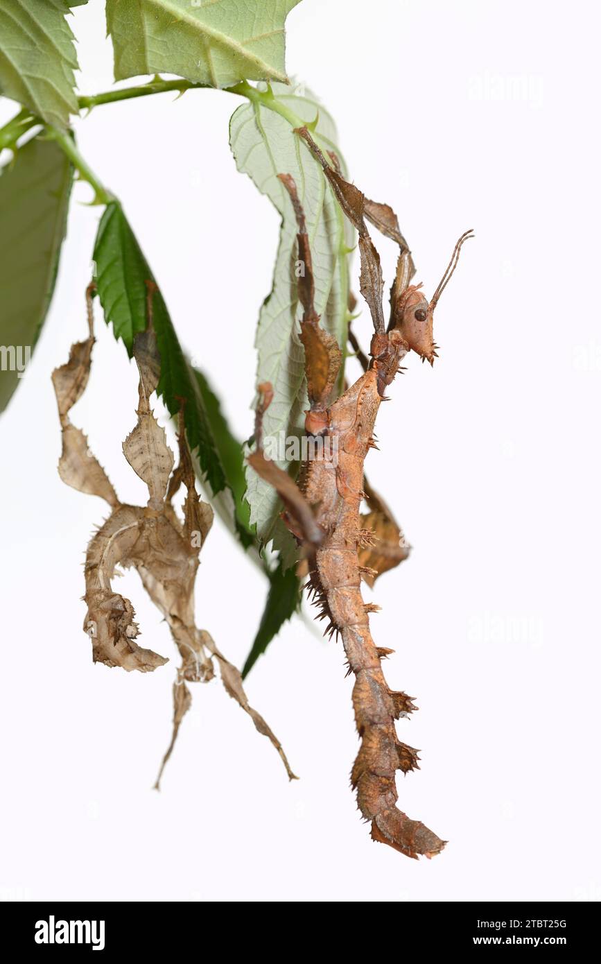 Insetto fantasma australiano (Extatosoma tiaratum), femmina appena scuoiata Foto Stock