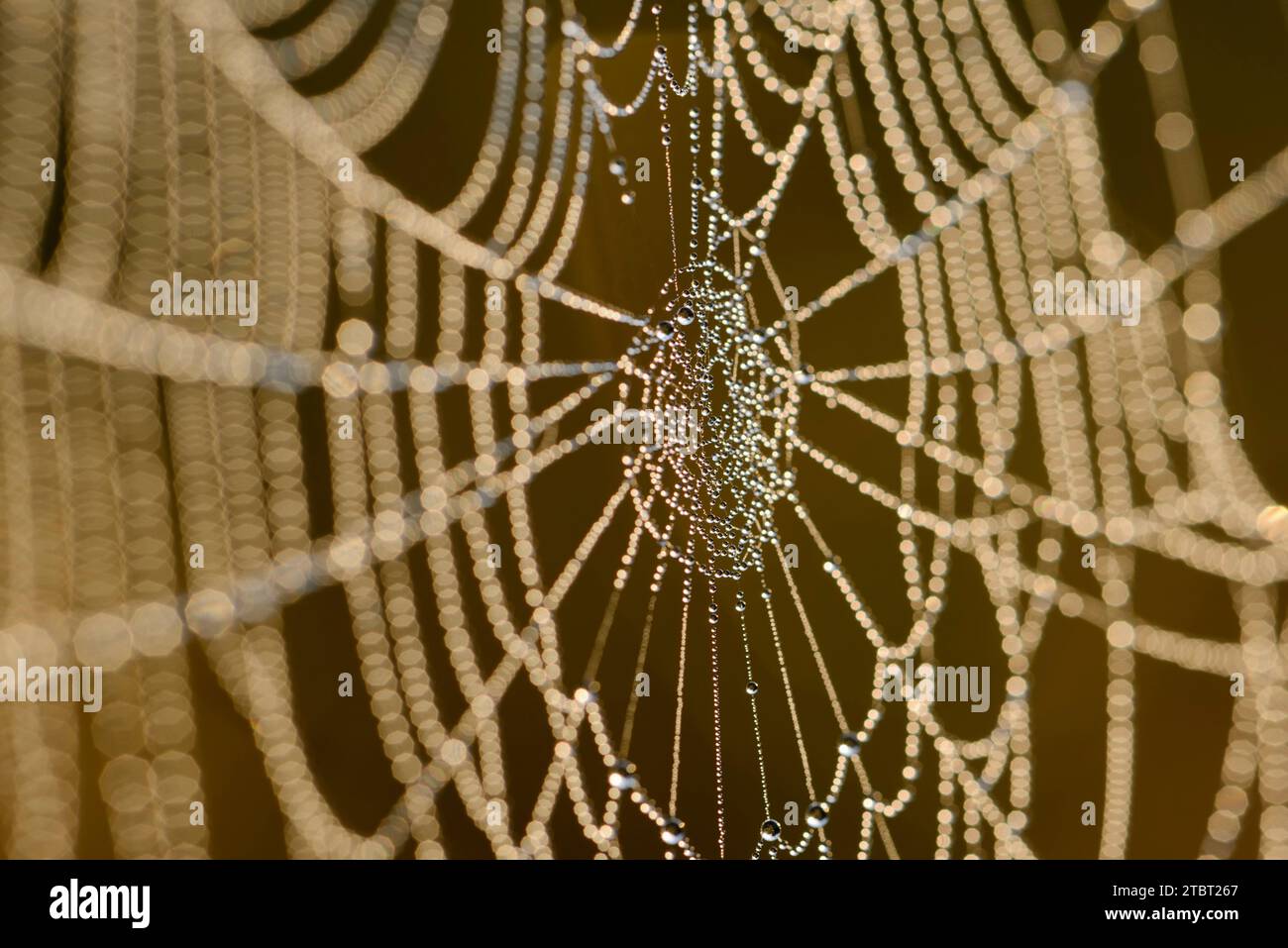 La ragnatela di Spider con le rughe contro la luce, Renania settentrionale-Vestfalia, Germania Foto Stock