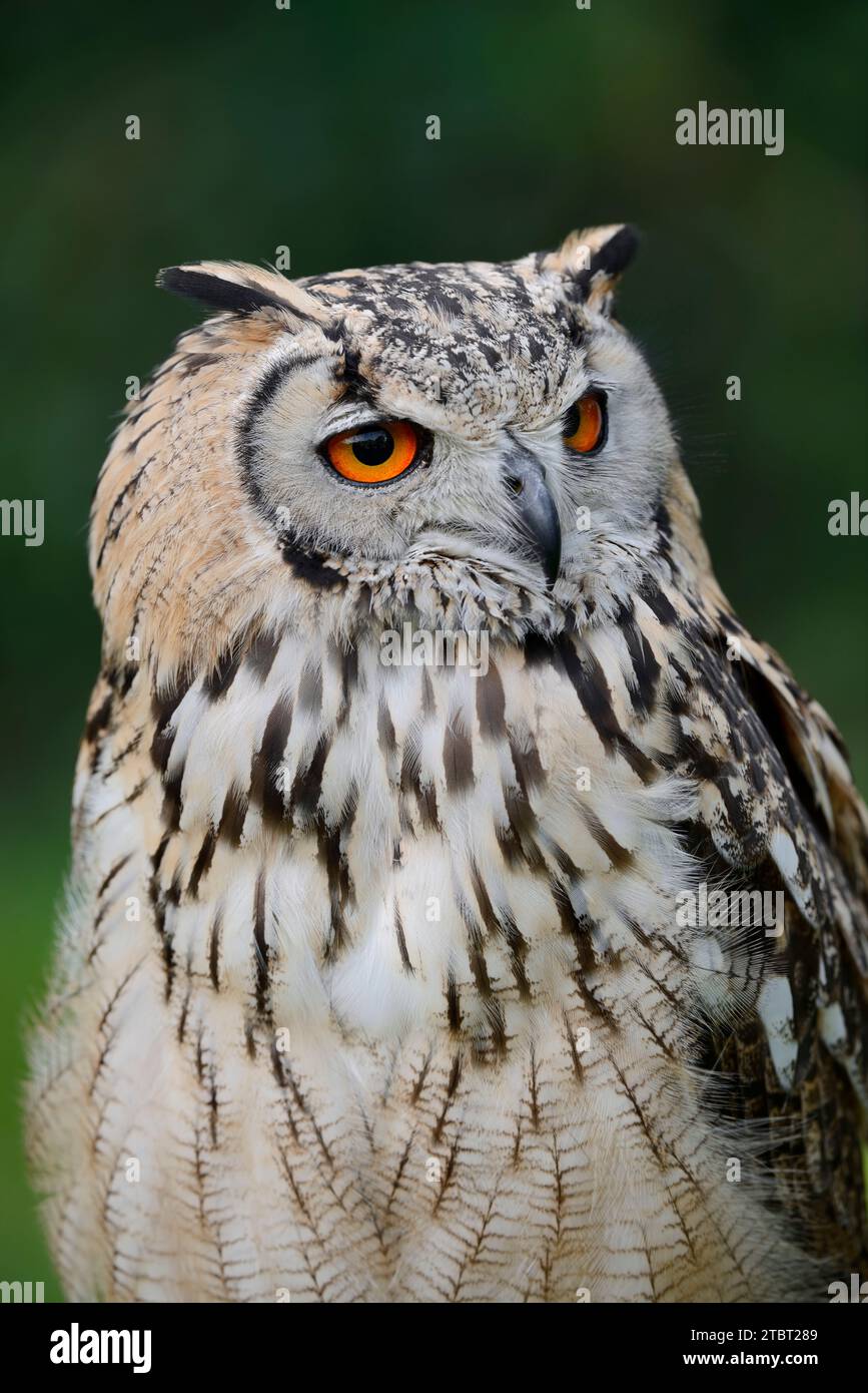 Gufo dell'aquila del Bengala o gufo dell'aquila indiana (Bubo bengalensis), ritratto Foto Stock