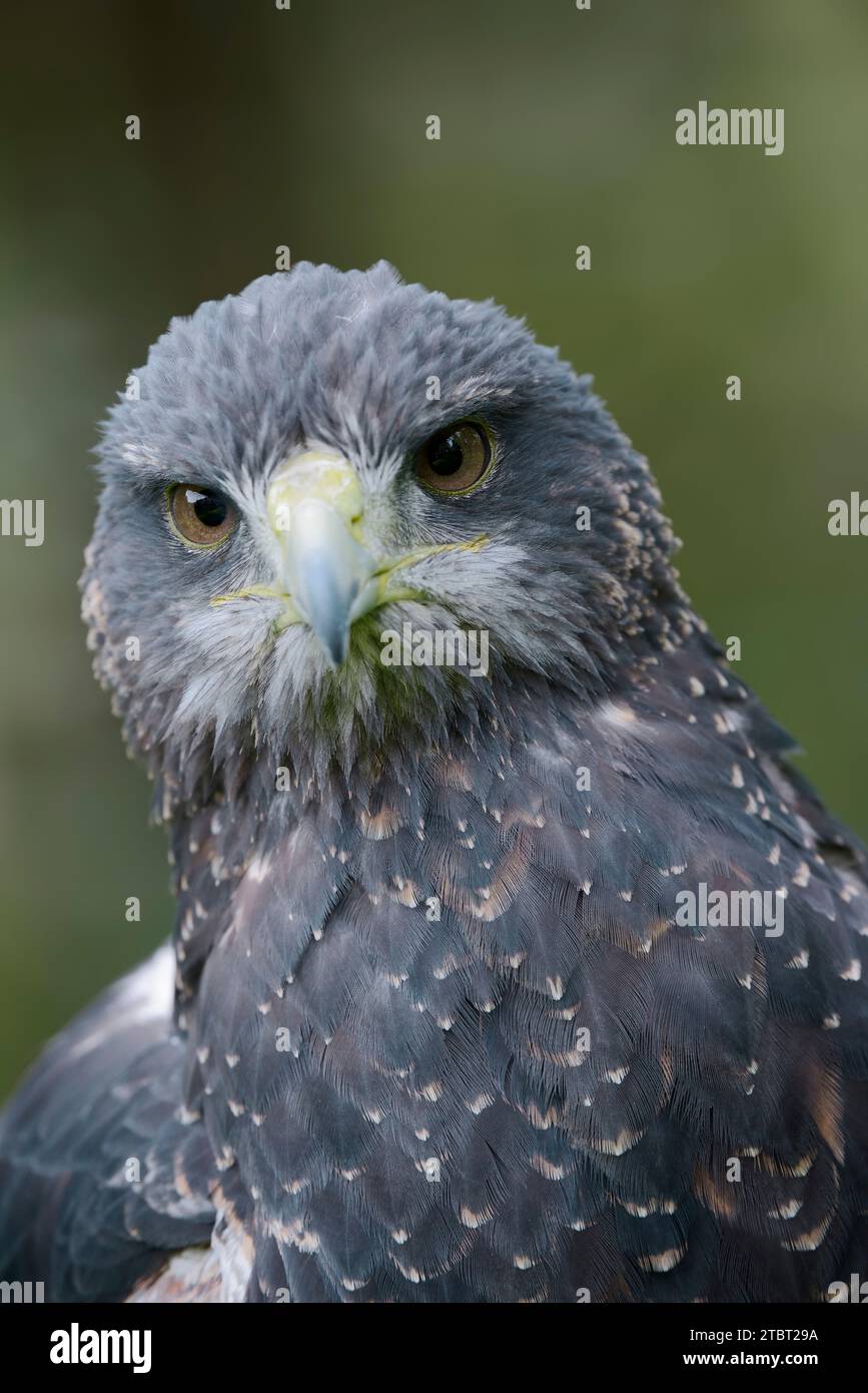 Buzzard andino (Geranoaetus melanoleucus), ritratto, ricorrenza in Sud America Foto Stock