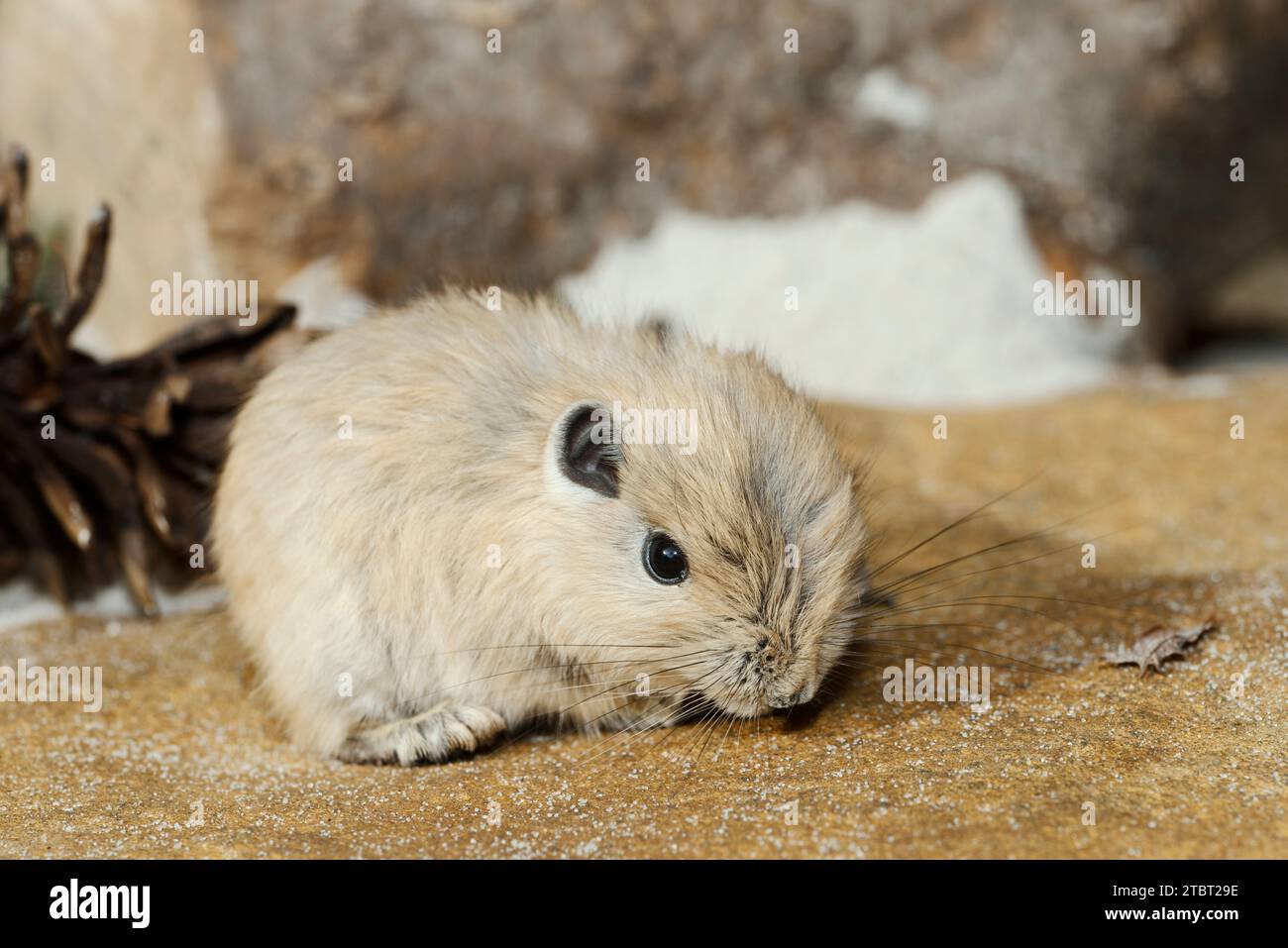 Gundi (Ctenodactylus gundi), giovanile, presenza in Nord Africa Foto Stock