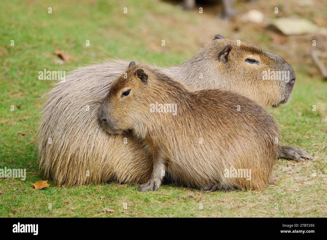Capybara o capybara (Hydrochoerus hydrochaeris), femmina con giovani, presente in Sud America Foto Stock